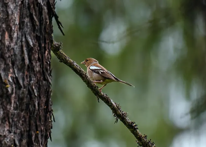 Horn بيت للعطل *