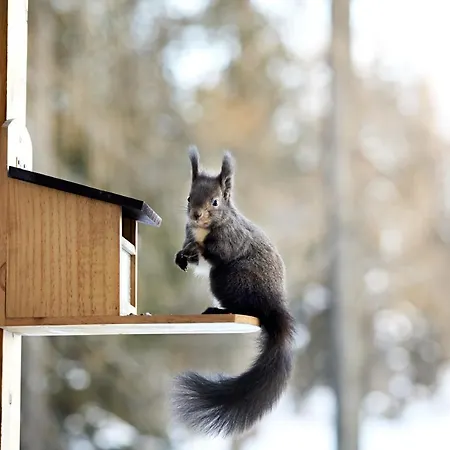 Horn * ダヴォス・プラッツ